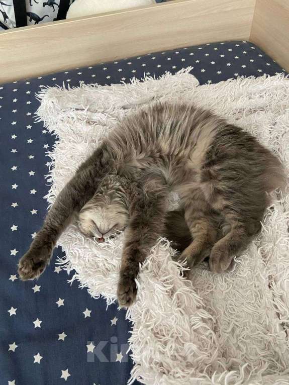 Кошки в Москве: Кошка Шаня в добрые руки  Девочка, Бесплатно - фото 5