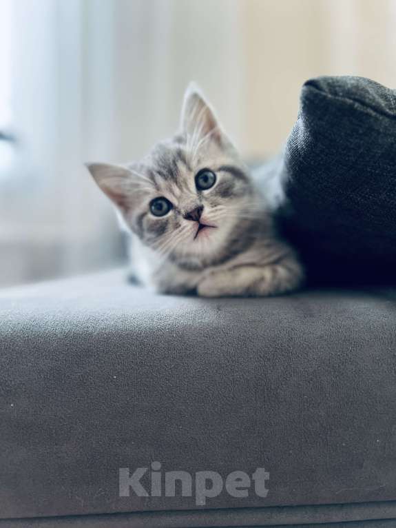 Кошки в Санкт-Петербурге: Шотландский котенок продажа Мальчик, 15 000 руб. - фото 4