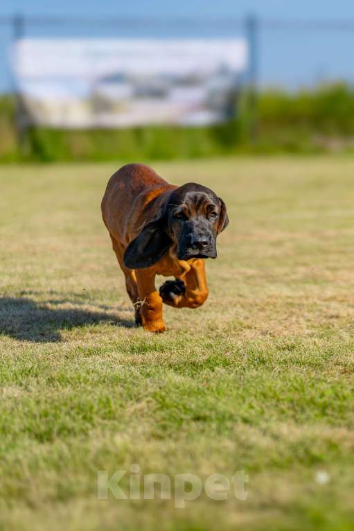 Собаки в Москве: Баварская горная гончая Мальчик, 100 000 руб. - фото 4