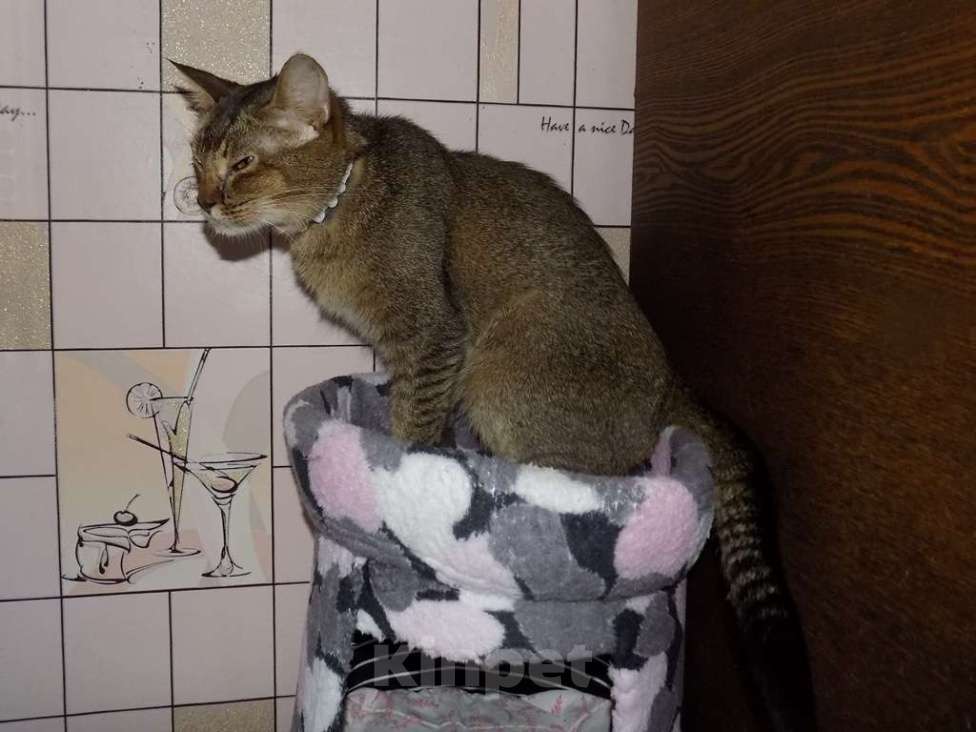 Кошки в Москве: Абиссинская кошка Девочка, 20 000 руб. - фото 2