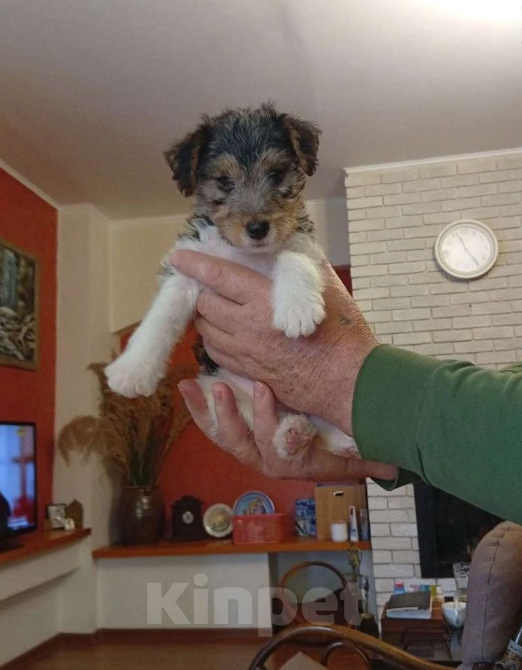 Собаки в Абинске: Продам Девочка, 15 000 руб. - фото 2