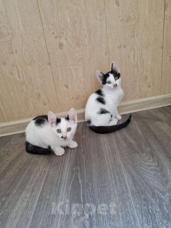 Кошки в Ставрополе: Отдам котёнка девочка Девочка, Бесплатно - фото 3