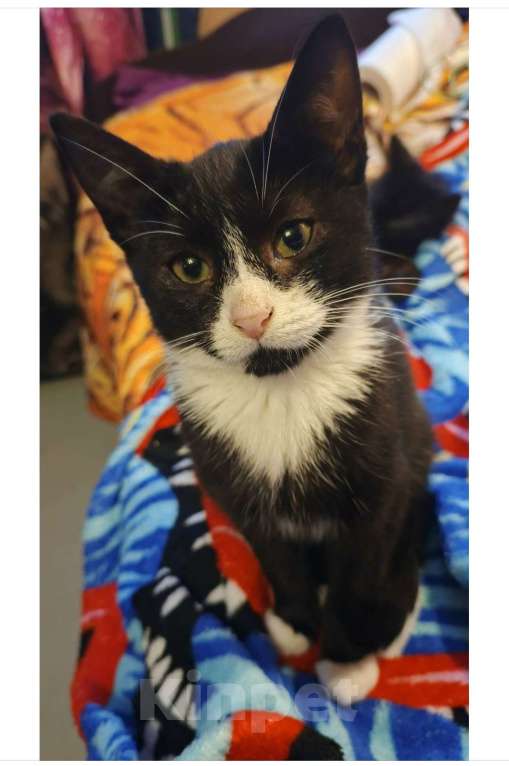 Кошки в Санкт-Петербурге: Катюша и Семен Девочка, Бесплатно - фото 1