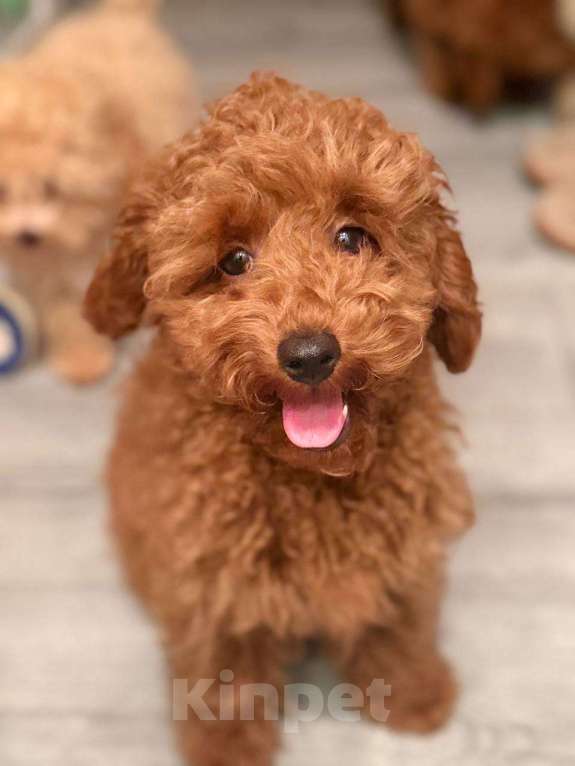 Собаки в Мытищах: Миниатюрный пудель Анри Мальчик, 60 000 руб. - фото 2