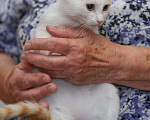 Кошки в Москве: кошечка в добрые руки Девочка, 10 руб. - фото 1