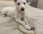 Собаки в Москве: Маленький белый щенок Ава в добрые руки Девочка, 100 руб. - фото 5