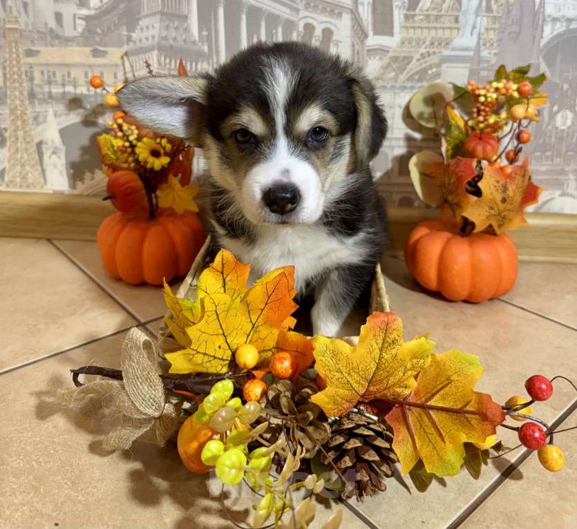 Собаки в Омске: Ньютон Мальчик, 45 000 руб. - фото 1