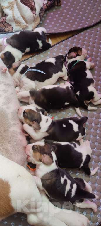 Собаки в Москве: Щенки бигля родились 01.03.2025. от клубных родителей с документами РКФОткрыто бронирование. Мальчик, 50 000 руб. - фото 7