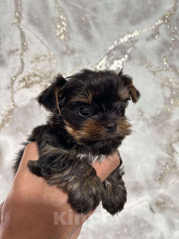 Собаки в Нижнем Новгороде: Яркая ягода!  Девочка, 45 000 руб. - фото 3