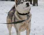 Собаки в Санкт-Петербурге: Красавец хаски Форест из приюта Мальчик, Бесплатно - фото 3