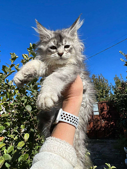 Объявление: Котёнок Мейн-кун, 60 000 руб., Новошахтинск