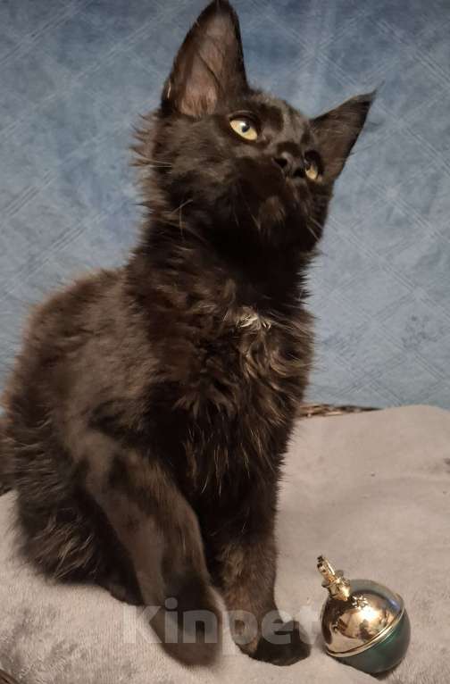 Кошки в Санкт-Петербурге: Мальчик мейн кун Мальчик, 35 000 руб. - фото 6