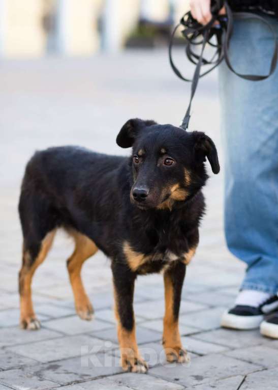 Собаки в Санкт-Петербурге: Милая собака небольшого размера Девочка, Бесплатно - фото 2