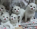 Кошки в Сочи: Ragdoll малышки Девочка, 40 000 руб. - фото 1