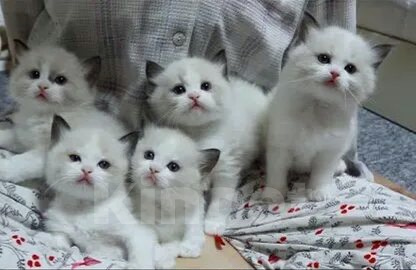 Кошки в Сочи: Ragdoll малышки Девочка, 40 000 руб. - фото 1