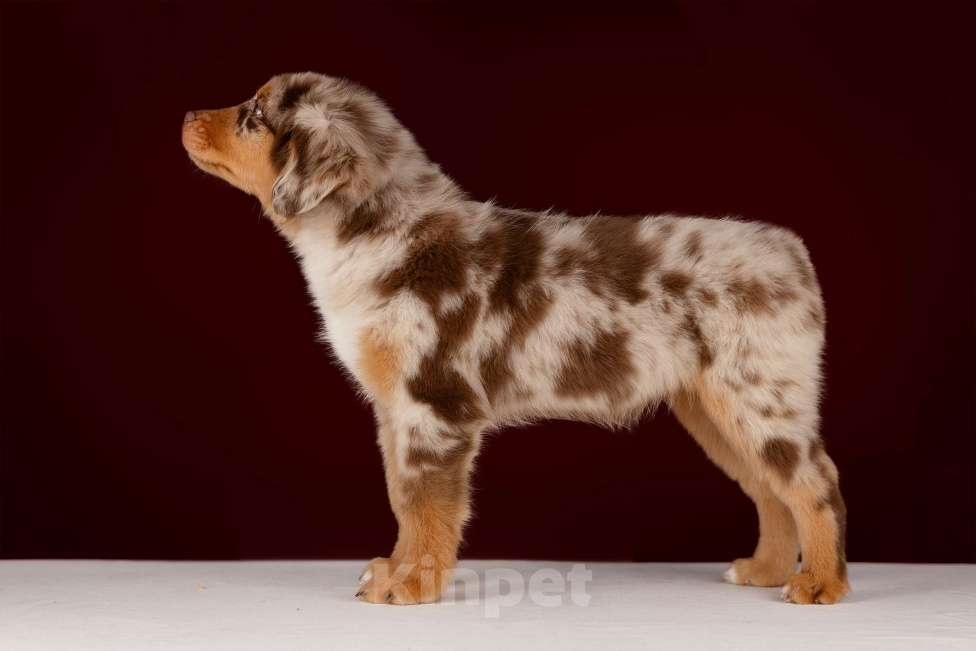 Собаки в Москве: Питомник предлагает щенков Миниатюрной Американской овчарки Разнополые, Бесплатно - фото 8