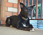 Собаки в Краснодаре: СЛАВНЫЙ КАРАЧАЙ Мальчик, Бесплатно - фото 7