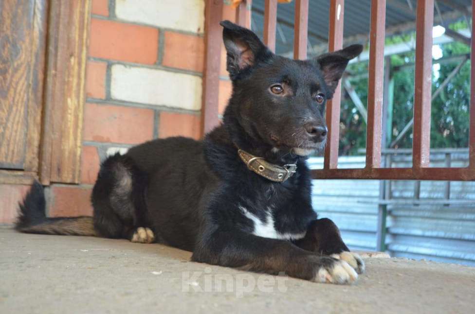 Собаки в Краснодаре: СЛАВНЫЙ КАРАЧАЙ Мальчик, Бесплатно - фото 7