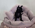 Собаки в Кемерово: Щенок чихуахуа Мальчик, 50 000 руб. - фото 2
