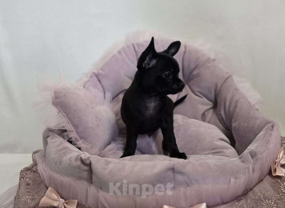 Собаки в Кемерово: Щенок чихуахуа Мальчик, 50 000 руб. - фото 2