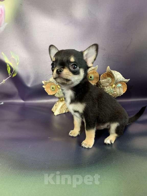 Собаки в Москве: Мальчик чихуахуа Мальчик, 59 000 руб. - фото 3