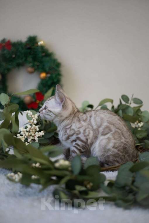 Кошки в Москве: Алфей Мальчик, 70 000 руб. - фото 5