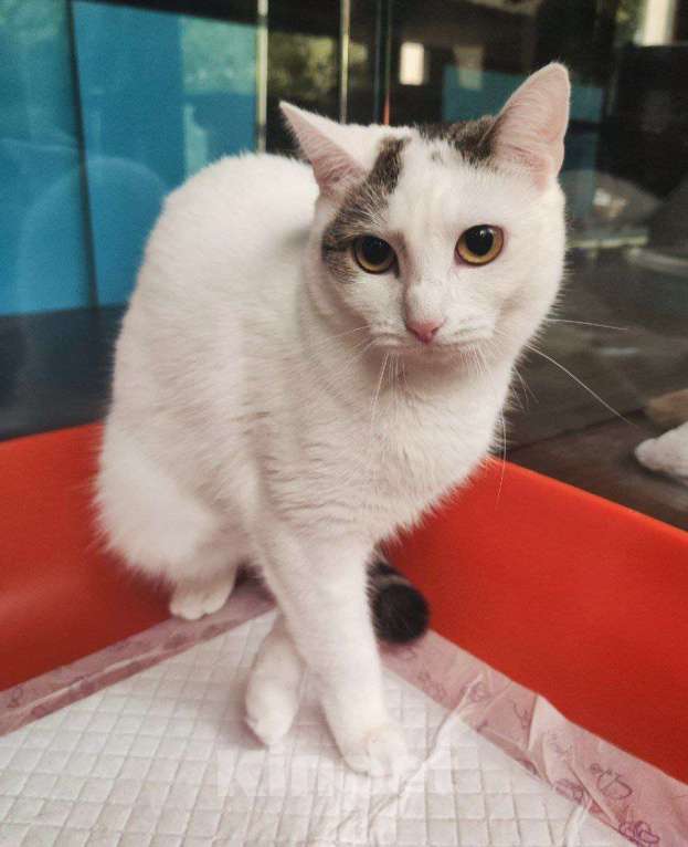 Кошки в Москве: Куратор в больнице. Кошкой некому заниматься Девочка, Бесплатно - фото 3