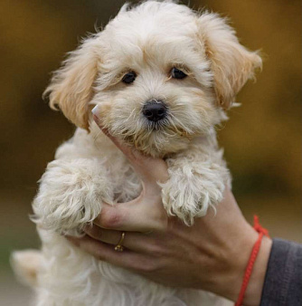 Щенки мальтипу ф1 мальчик