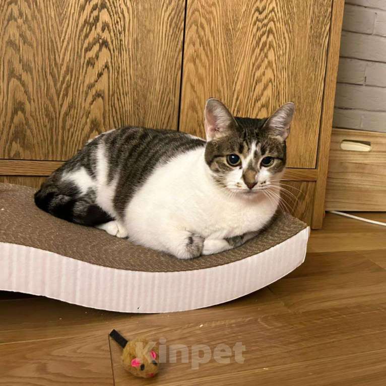 Кошки в Москве: Спустя полгода Машеньку вернули 💔 Девочка, Бесплатно - фото 3