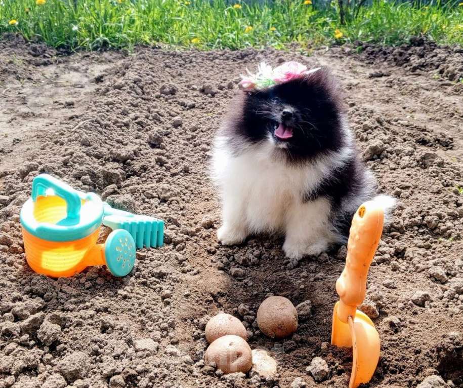 Собаки в Перми: Шпиц шенок мини Девочка, 30 000 руб. - фото 8