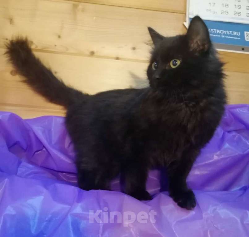 Кошки в Москве: Черный пушистый котенок Мальчик, Бесплатно - фото 4