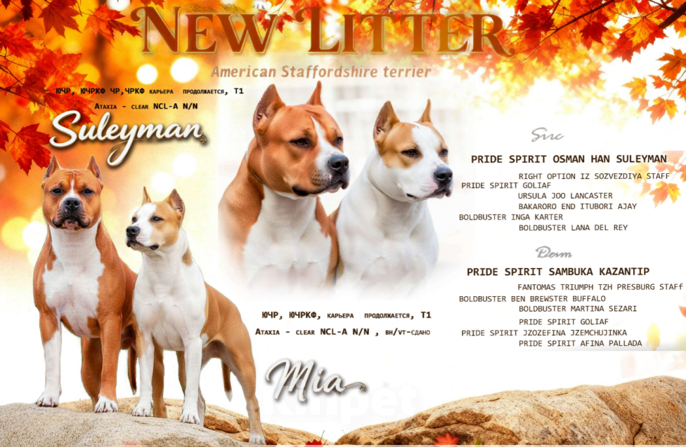 Собаки в Белгороде: Щенки американского стаффордширского терьера  Мальчик, 80 000 руб. - фото 7