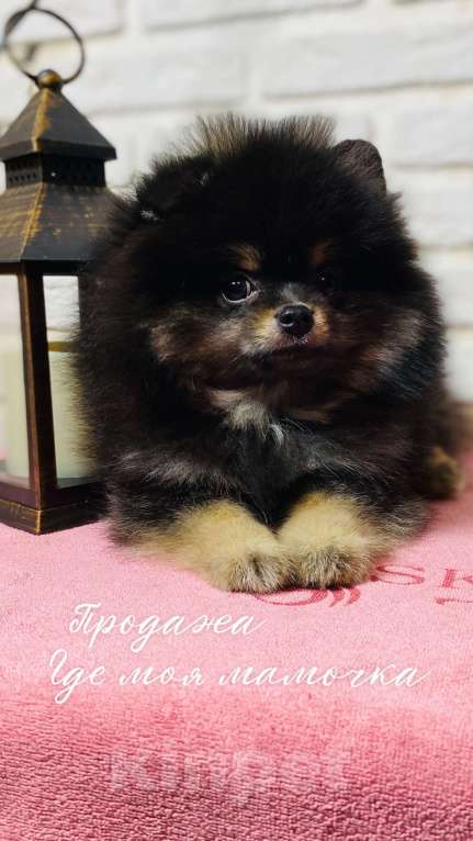 Собаки в Москве: Померанский шпиц  Мальчик, 40 000 руб. - фото 5