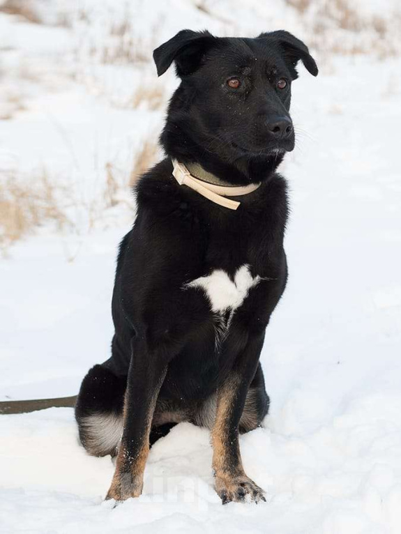 Собаки в Москве: Замечательные брюнетки Девочка, Бесплатно - фото 3