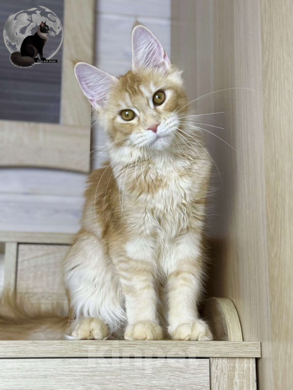 Кошки в других городах Московской области: Фиона Девочка, 45 000 руб. - фото 5