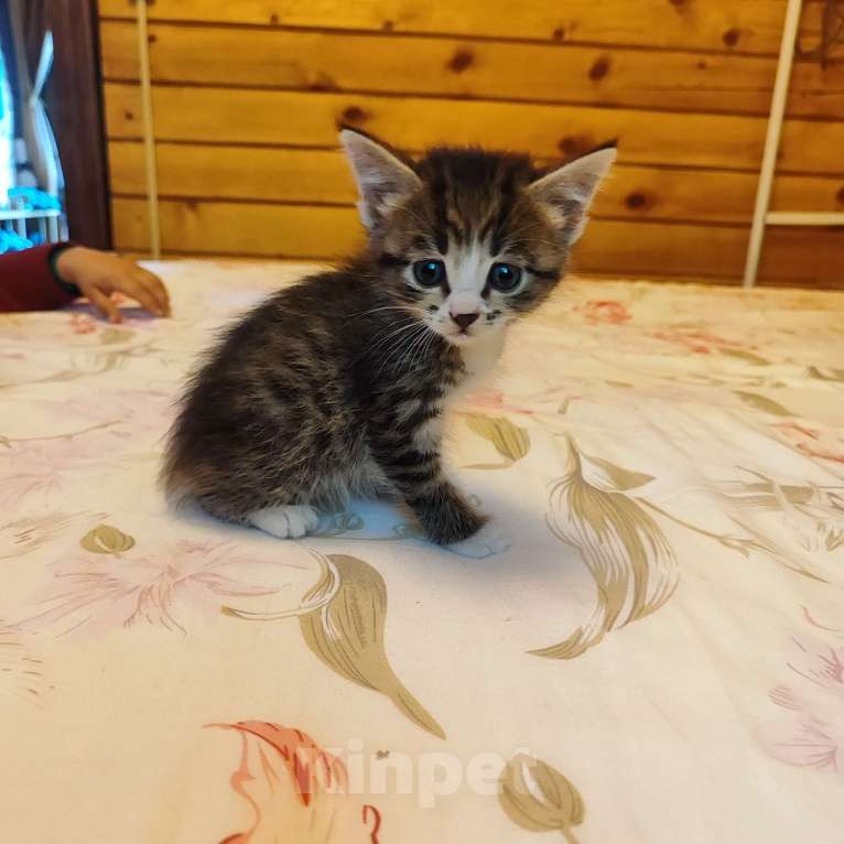 Кошки в Санкт-Петербурге: Серый Мальчик, Бесплатно - фото 3