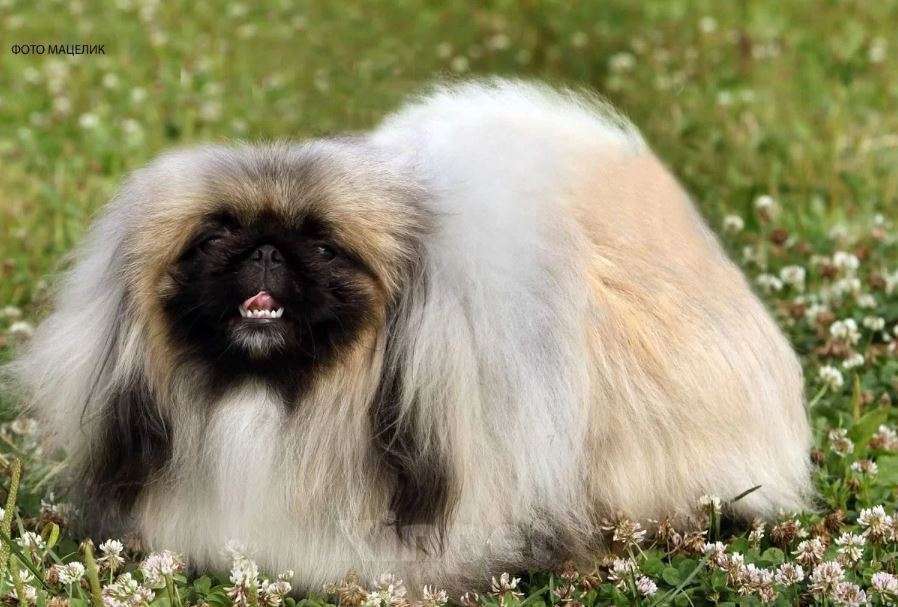 Собаки в Самаре: Пекинес Мальчик, Бесплатно - фото 5