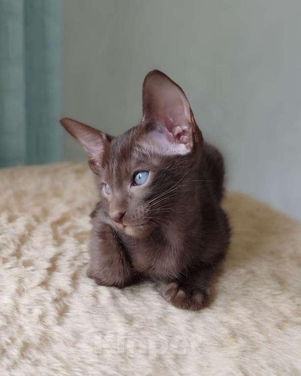 Кошки в Москве: Шоколадные ориентальные мальчики к бронированию Мальчик, 50 000 руб. - фото 7