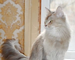 Кошки в Раменском: Девочки Мейн куна Девочка, Бесплатно - фото 3