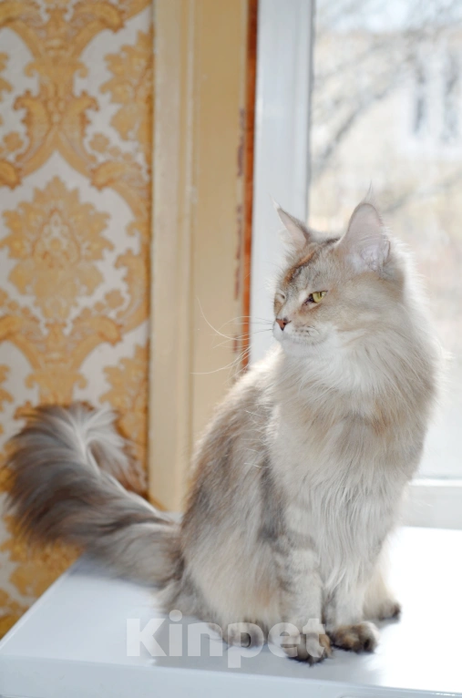 Кошки в Раменском: Девочки Мейн куна Девочка, Бесплатно - фото 3