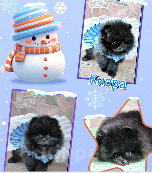 Собаки в Раменском: ❤‍🔥Мини девочка померанского шпица.  Девочка, 50 000 руб. - фото 3