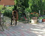 Собаки в Раменском: Амстафф. 3года. Вязка Мальчик, 1 руб. - фото 1