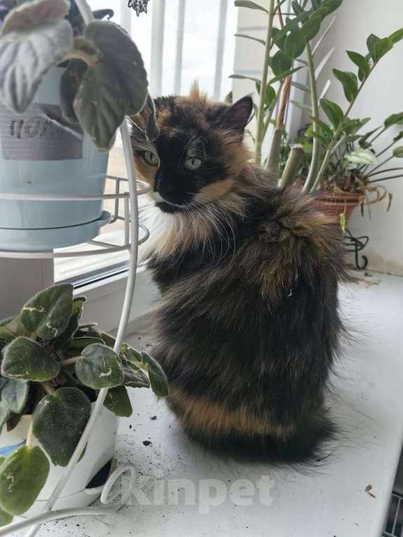 Кошки в Москве: Кошечка в добрые руки Девочка, Бесплатно - фото 4