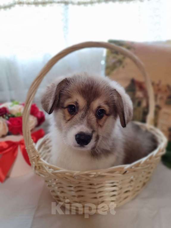 Собаки в Пересвете: Продаётся мальчик красавчик Мальчик, 50 000 руб. - фото 4