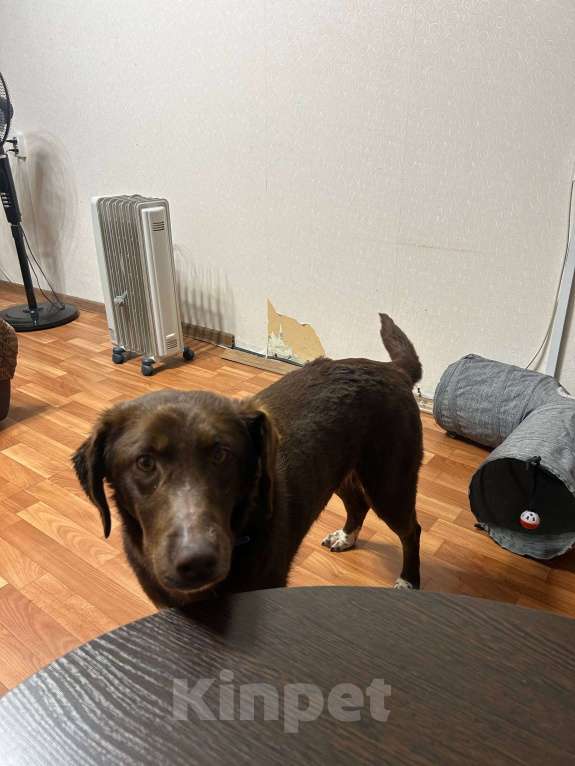 Собаки в Москве: Каштанка ищет дом или передержку Девочка, Бесплатно - фото 7