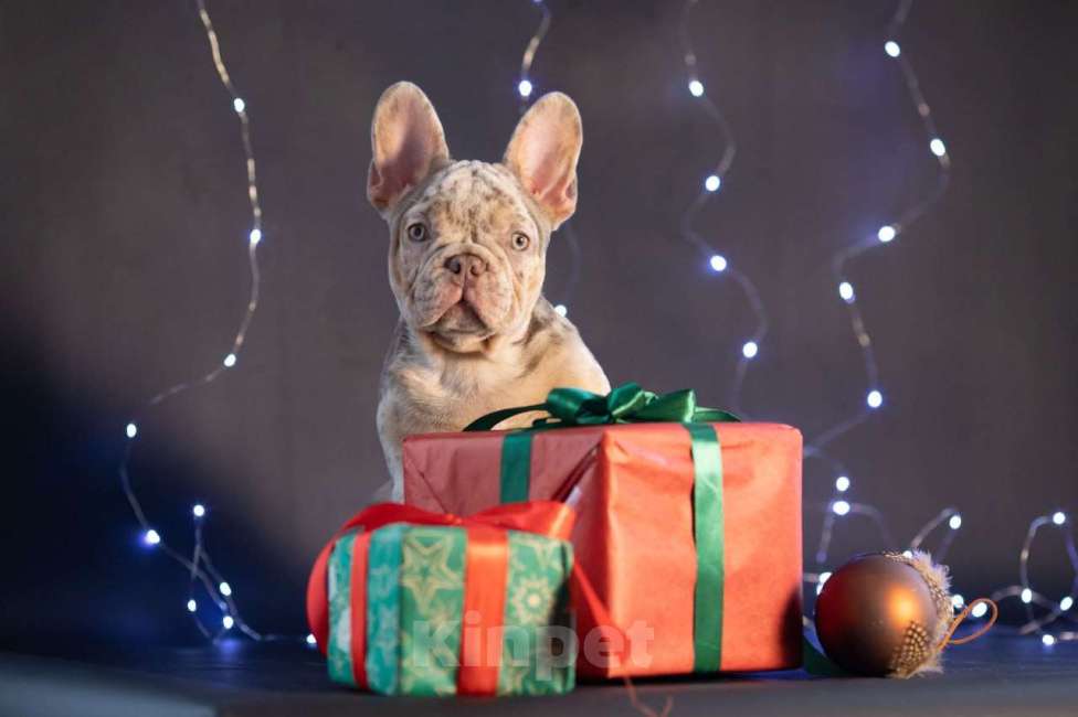 Собаки в Москве: Французский бульдог щенок Мальчик, 60 000 руб. - фото 3