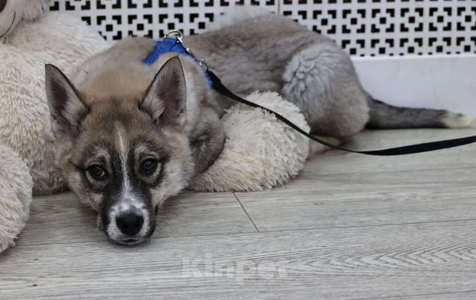 Собаки в Москве: Щенки бесплатно в Москве Девочка, Бесплатно - фото 2