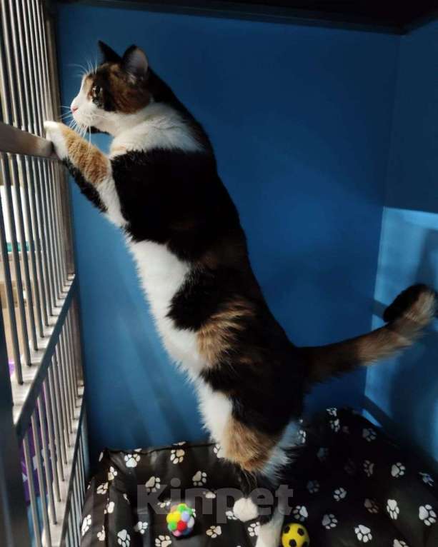 Кошки в Москве: Кошечка Шпунька ищет своего человека! Девочка, Бесплатно - фото 2