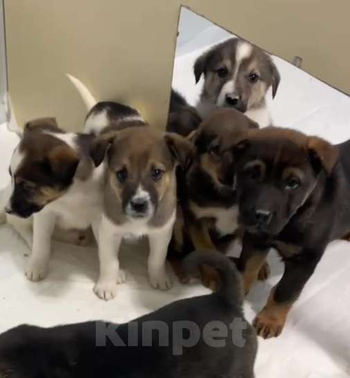 Собаки в Липецке: Щенки из приюта ищут дом Девочка, Бесплатно - фото 7