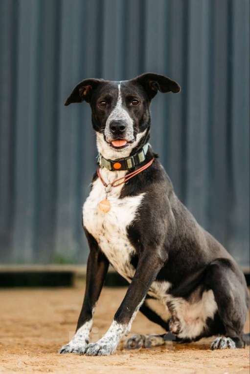 Собаки в Москве: Цирковой пёс Барни в добрые руки Мальчик, 1 руб. - фото 6